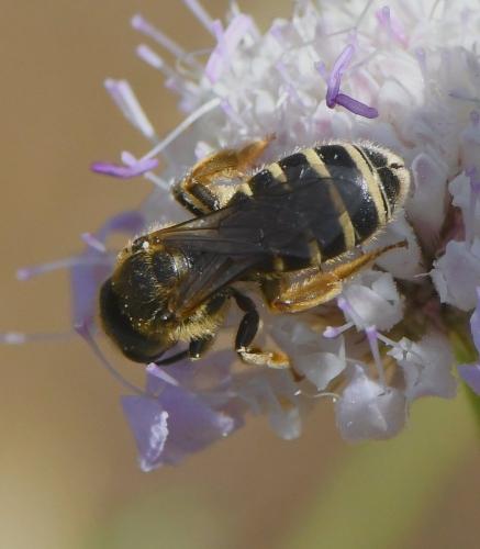 Halictus sp.